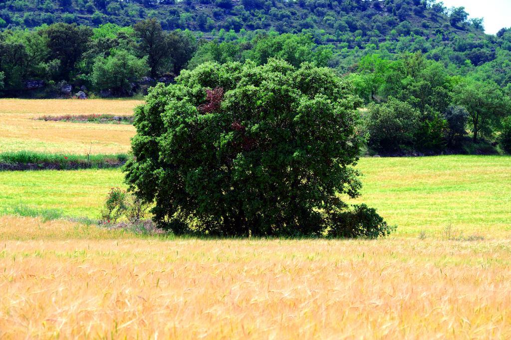Hostal Palouet De Segarra Εξωτερικό φωτογραφία